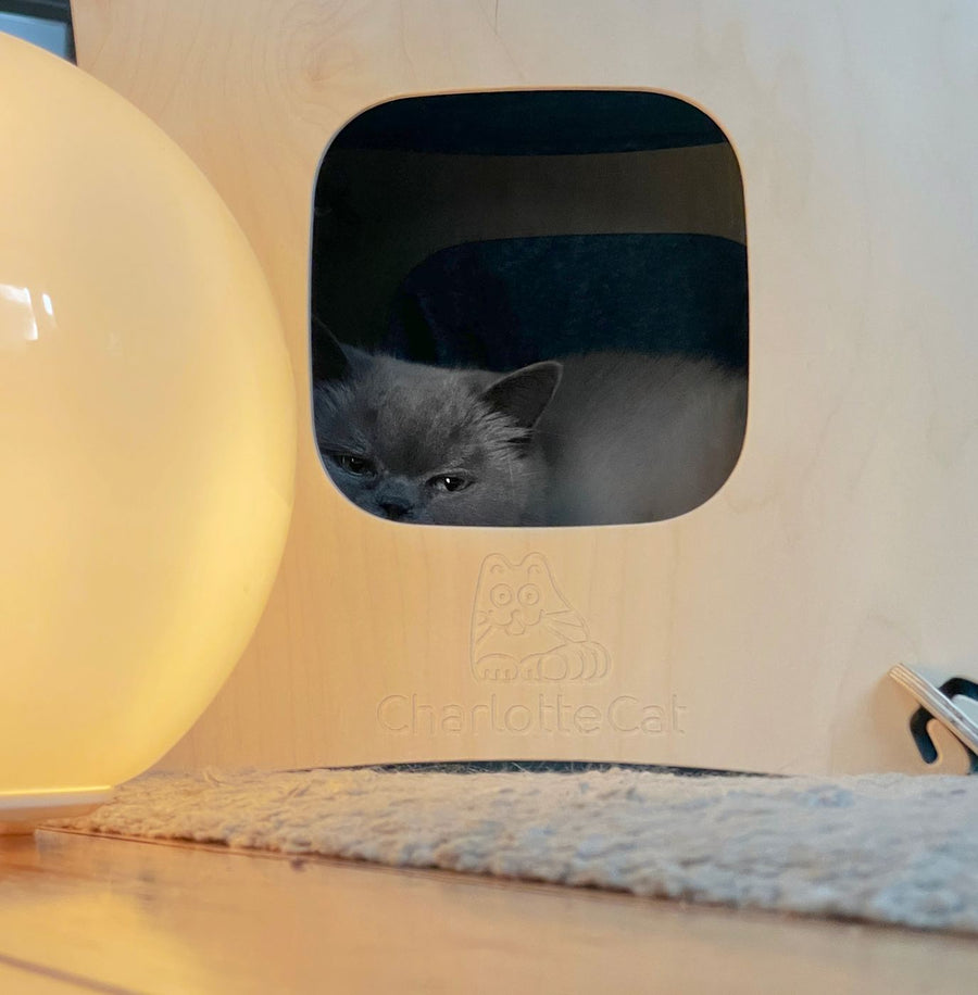 A cat resting comfortably inside the Tee-House at home
