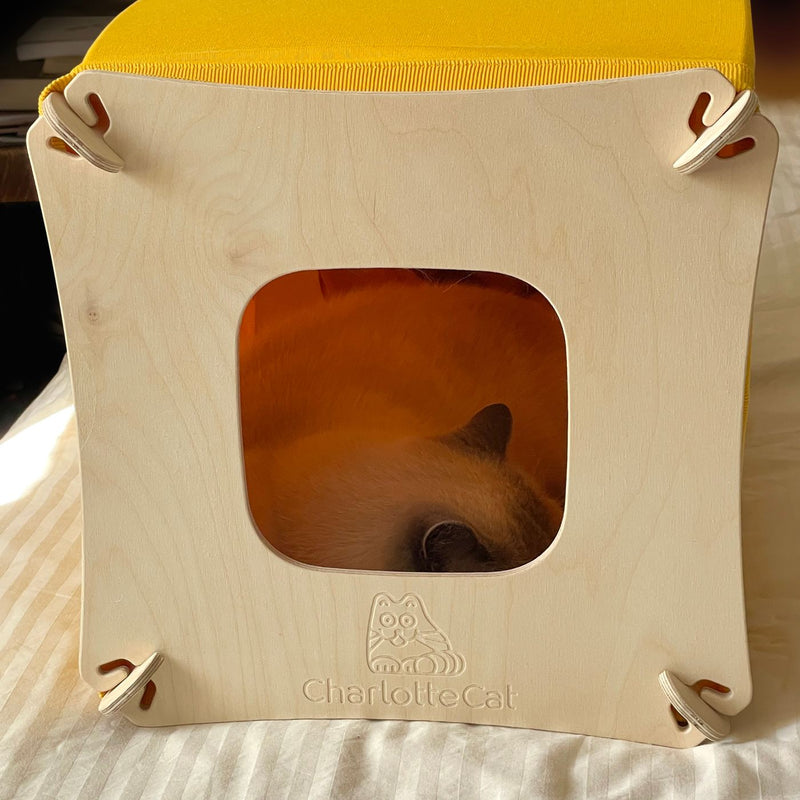 A fluffy tabby kitten resting inside an assembled Tee-House